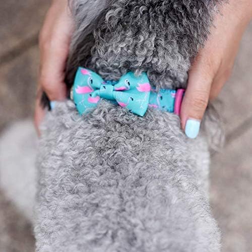 azuza Bowtie Dog Collar, Soft & Comfy Dog Collar with Bow, Fun Patterns & Bright Color for Medium Dogs