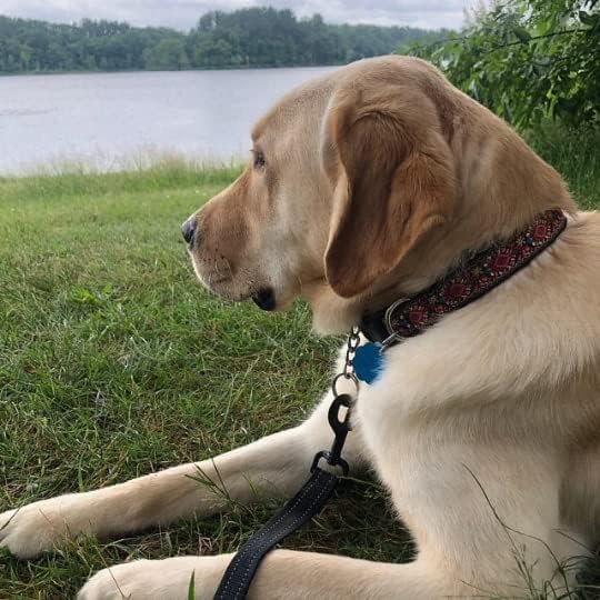 Dog Collars for Small Medium & Large Dogs - Designer Patterns on Long Lasting, Adjustable, Strong and Durable - Choose from Stunning Patterns and Colors. Red Woven Collar Get It Now!