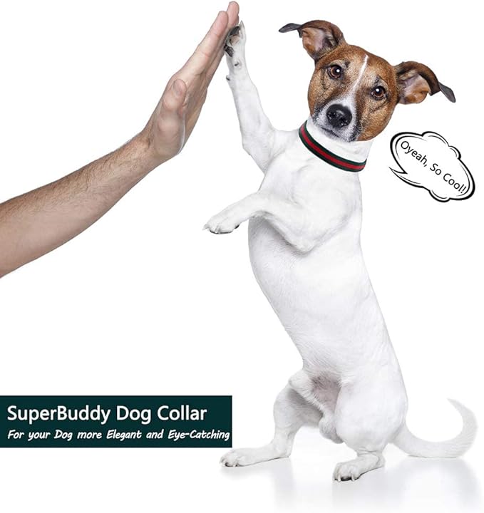 Premium Dog Collar, Cute Dog Collars Luxury Style, Durable Pet Collars with Metal Buckle Safety for Big Dogs