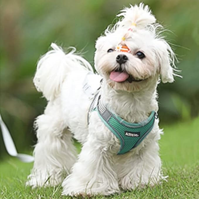 AIITLE Comfortable Dog Harness and Leash Set for Walking - Spring Step in Vest Harness,Reflective Bands, Adjustable No Pull Puppy Essentials, for Small Dogs and House Cats Turquoise XS