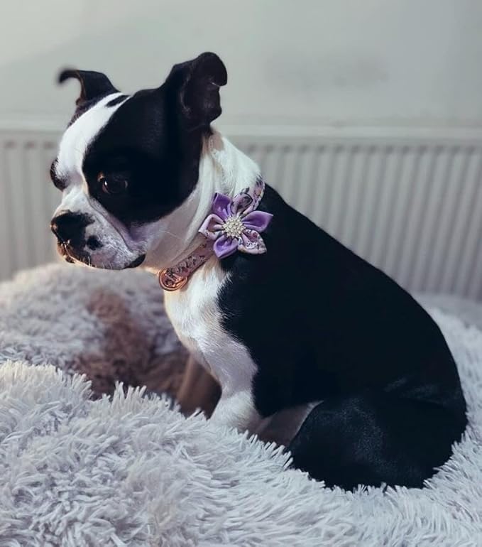 Floral Pattern Dog Collar - Cute Puppy Collar with Detachable Rhinestone Flower for Female Dogs - Small, Medium, Large (L, Green)