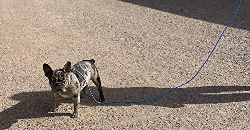 Mini Pig Harness & Leash -Adjustable- 12' in Length -Also fits Pot Bellied Pigs and Other Animals - Ferrets, Rabbits, Dogs, Cats (Blue)