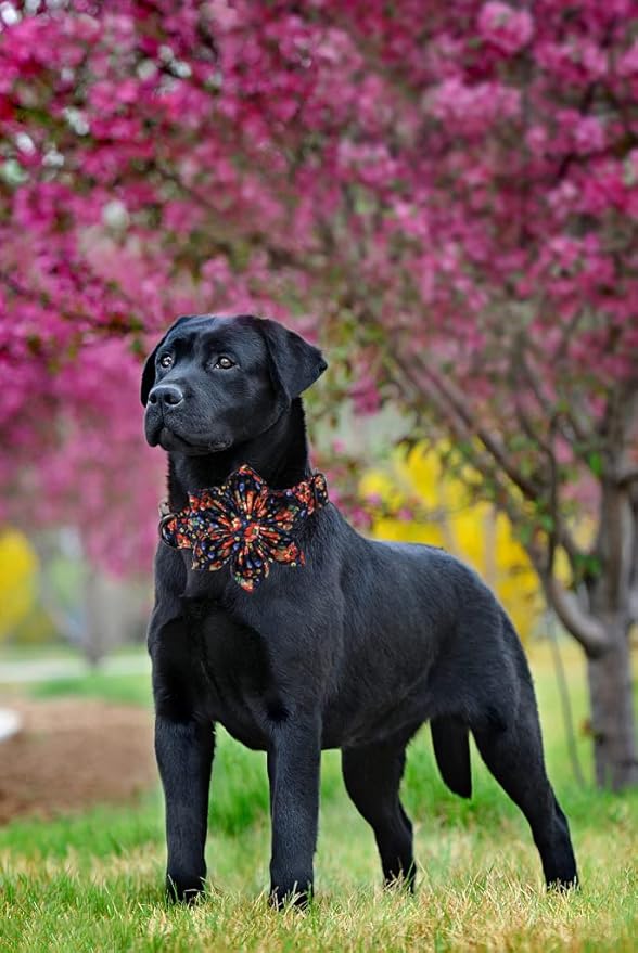 Lionheart Glory Dog Collar With Flower - Cute Floral Pattern Adjustable Pet Collar for X-Small Dogs