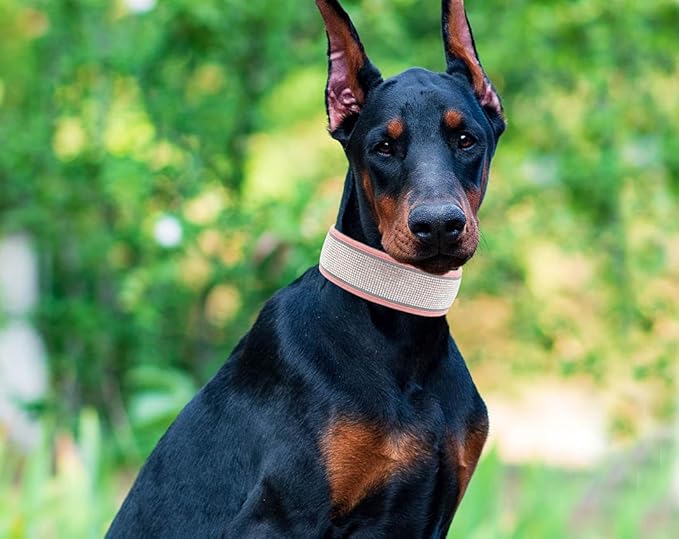 Bling Diamond Dog Collar for Females Girls,Soft Velvet Leather with Fancy Sparkly Crystal Rhinestones,Reflective Stripe,Suit Medium Large Dogs (Purple, M)