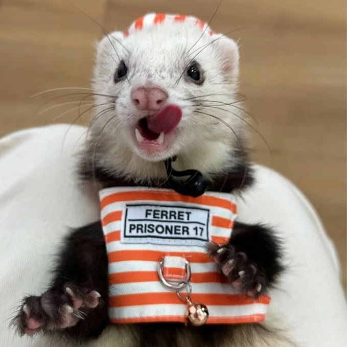 Ferret Harness and Leash - Adjustable Soft Cotton Small Pet Harness with Safe Bell, No Pull Comfort Padded Vest for Ferret, Guinea Pigs, Chinchilla and Similar Small Animals (Orange)