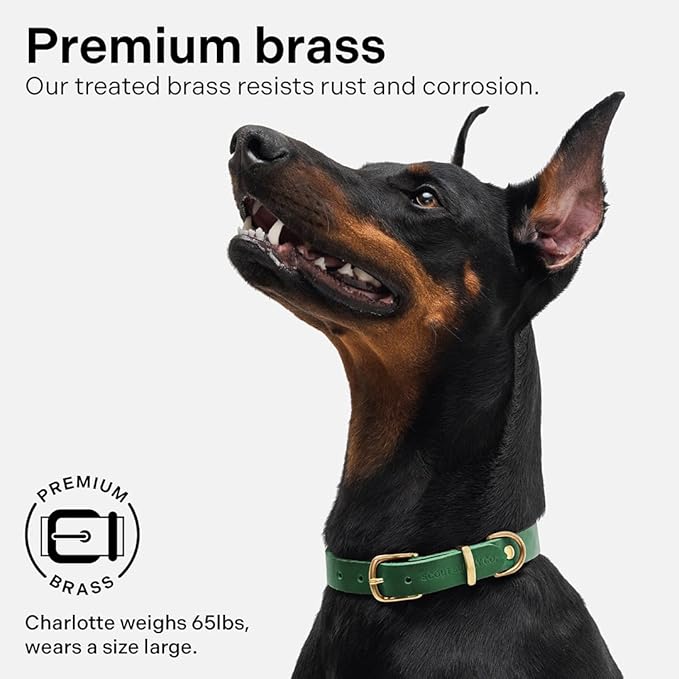 Scout Supply Classic Leather Dog Collar | Heavy Duty Thick Full Grain Leather | Waterproof & Rust-Proof Brass Hardware (Green, X Large)