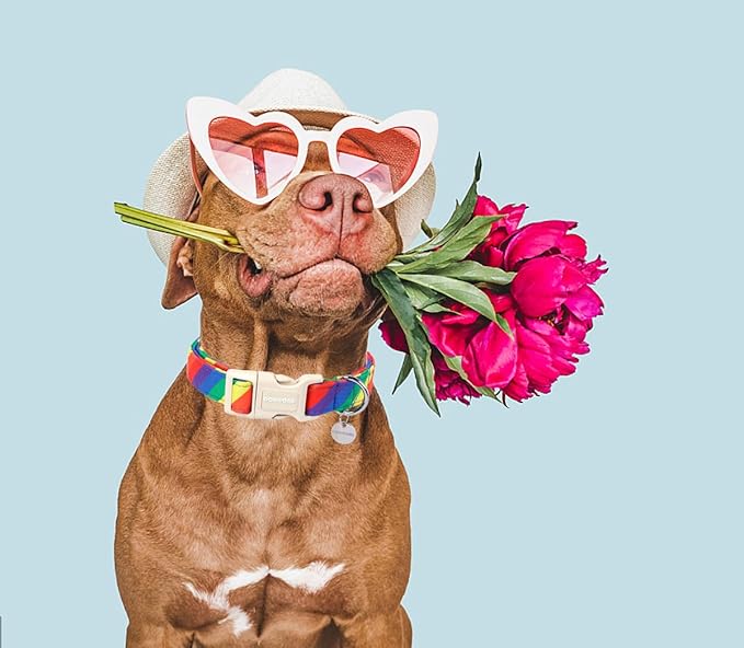 DOGWONG Rainbow Dog Collar - Soft Natural Fabric, Cute LGBTQ Puppy Necklace for Small to Large Dogs