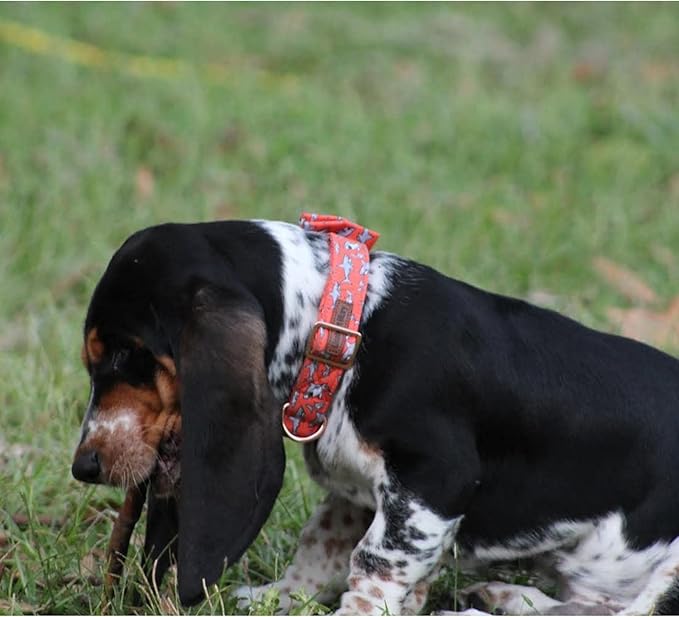 Lionheart Glory Shark Print Bow Collar - Adjustable for Small Dogs for Boys or Girls