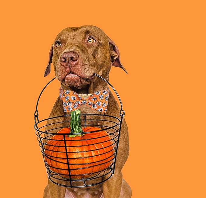 DOGWONG Fall Dog Collar with Bowtie - Fall Dog Collar Soft Cotton Autumn Dogs Necklace - Halloween Puppy Necklace for Small Medium Large Dogs