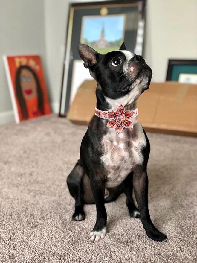 Uniqe Style Paws Flower Dog Collar, Peach Rose Adjustable Girl Dog Collar with Flower, Durable Floral Pattern Pet Collar for Medium Female Dogs