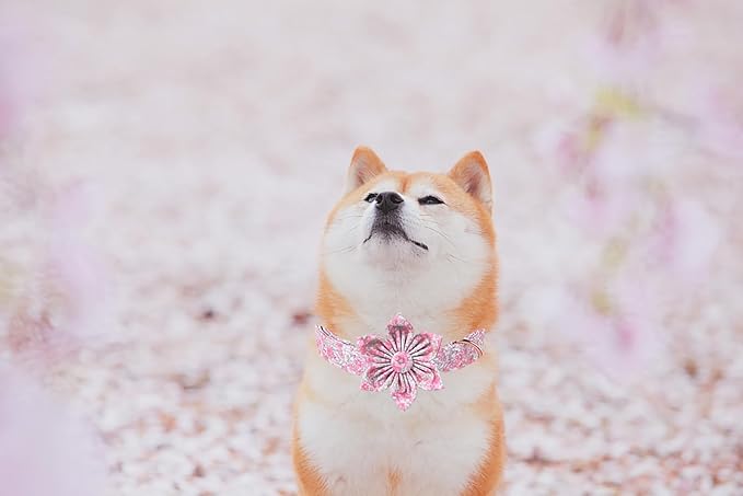 Lionet Paws Design Dogs Collar Cute Adjustable Flower Dog Collars for Girl Female Small Medium Dogs with Spring Floral M