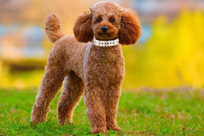 Dog Collars with Pearls, Beaded Cat Collar Pu Leather Puppy Necklace with Crystal Rhinestone Diamond for Girl Kitten XXSmall Small Medium Female Dogs Jewelry Wedding & Birthday Party, M, White