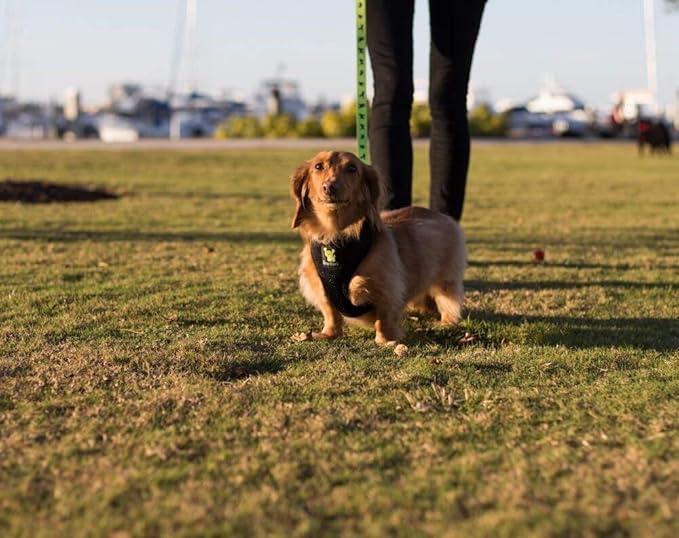 EcoBark Dog Leash - Soft & Reflective Comfort Training Leashes with Padded Handle - Strong Durable Heavy Duty - Training and Pulling for Small, Medium or Large Dogs (Green)