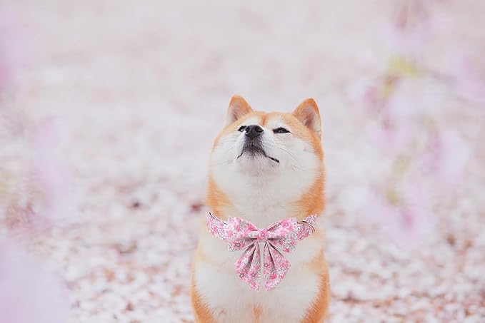 Lionet Paws Design Dogs Collar Cute Flower Sailor Bow Dog Collars for Girl Female Medium Large Dogs with Spring Floral L