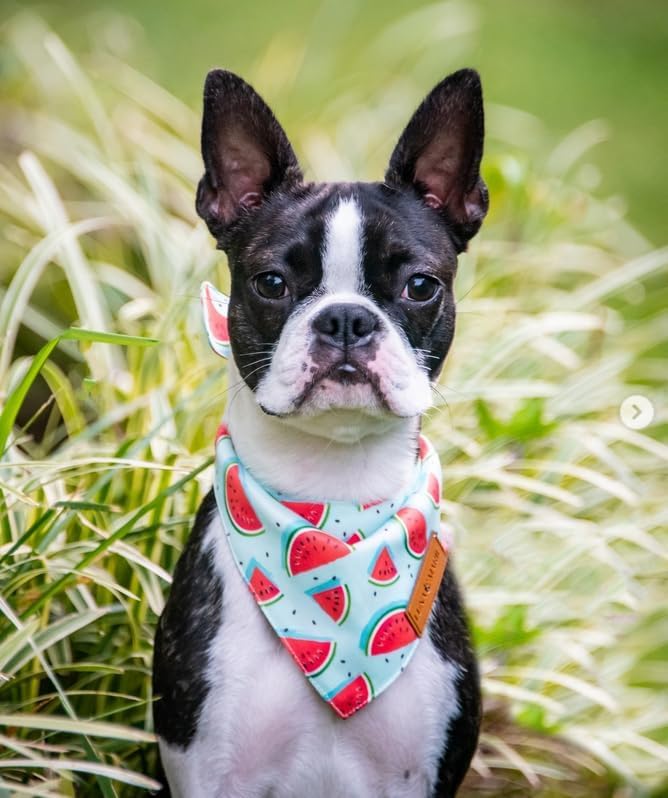 Luxury Dog Bandanas - Cute Watermelon Design | Premium & Soft Fabric | 100% Handmade Custom Adjustable Shape Dual Layered Small, Medium, Large Cat Scarf (Watermelon, Small)
