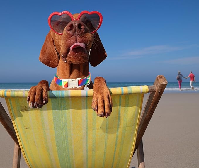 DOGWONG Cotton Dog Collar, Rainbow Dog Collar Durable Soft Natural Fabric Pet Dog Collar Cute LGBTQ Puppy Necklace for Small Medium Large Dog