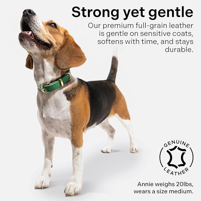 Scout Supply Classic Leather Dog Collar | Heavy Duty Thick Full Grain Leather | Waterproof & Rust-Proof Brass Hardware (Green, X Large)