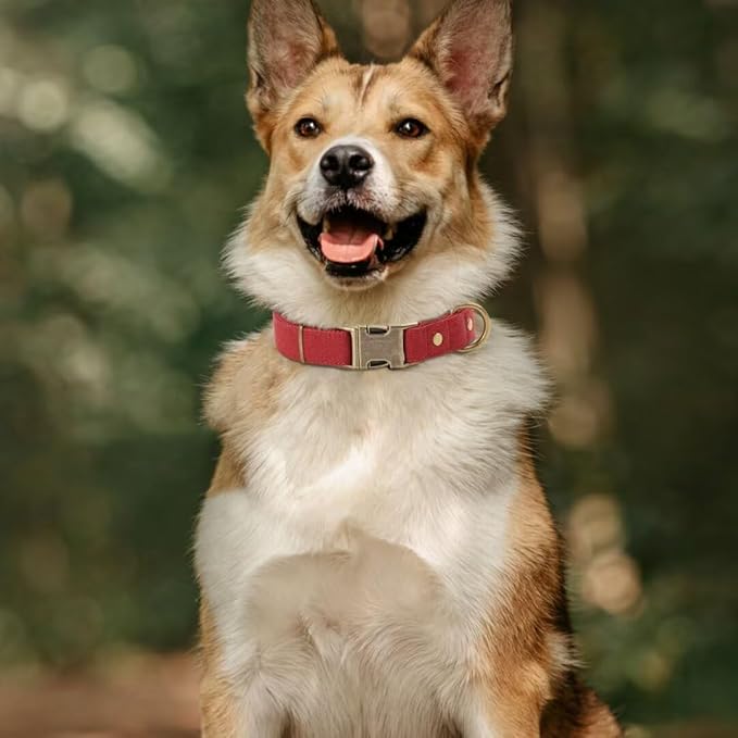 PET ARTIST Dog Collars for Medium Dogs, Heavy Duty Nylon Dog Collar with Quick Release Metal Buckle, Soft Padded Nylon, Durable & Adjustable for Girl Gifts, Red, M (Fit 13-20")