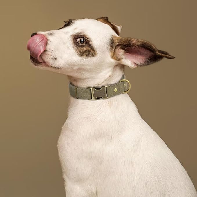 PET ARTIST Dog Collars for Small Dogs, Heavy Duty Dog Collar with Quick Release Metal Buckle, Soft Padded Nylon, Durable & Adjustable for Boy Gifts, Green, S (Fit 10-16")