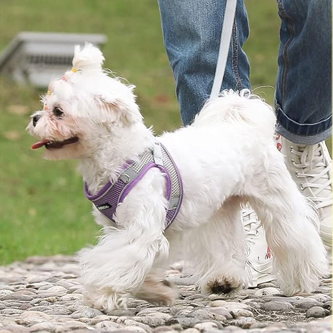 AIITLE Small Harness for Puppy with A Leash - Spring Dog Vest Harness with Super Breathable Mesh, Reflective No-Pull Pet Harness for Outdoor Walking, Camping for Small Dogs, Cats Purple XXS