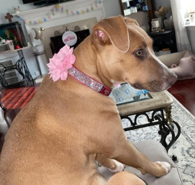 Rhinestone Dog Collar, Cute Dazzling Sparkling Soft Suede Leather Dog Cat Rhinestone Collar Crystal Diamond Pet Dog Puppy Collar (Hot Pink5, XS)