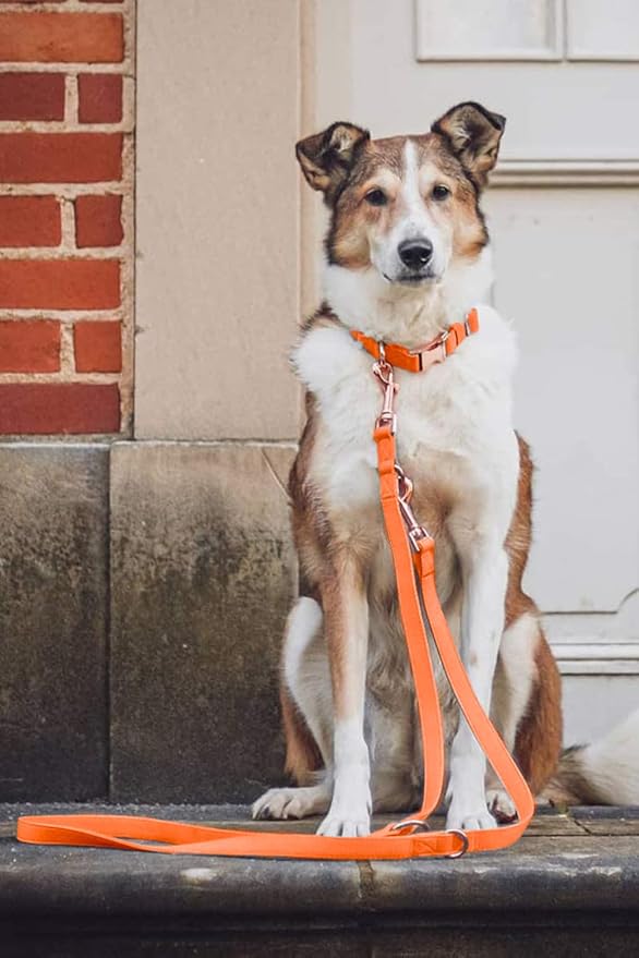 Soft Leather Dog Collar and Leash (6.6') Set - Stylish Rose Gold Heavy Duty Metal Buckle, 4 Adjustable Lengths Leash for Small Medium Large Dogs - Comfortable & Easy to Clean Orange XS(8"-12")