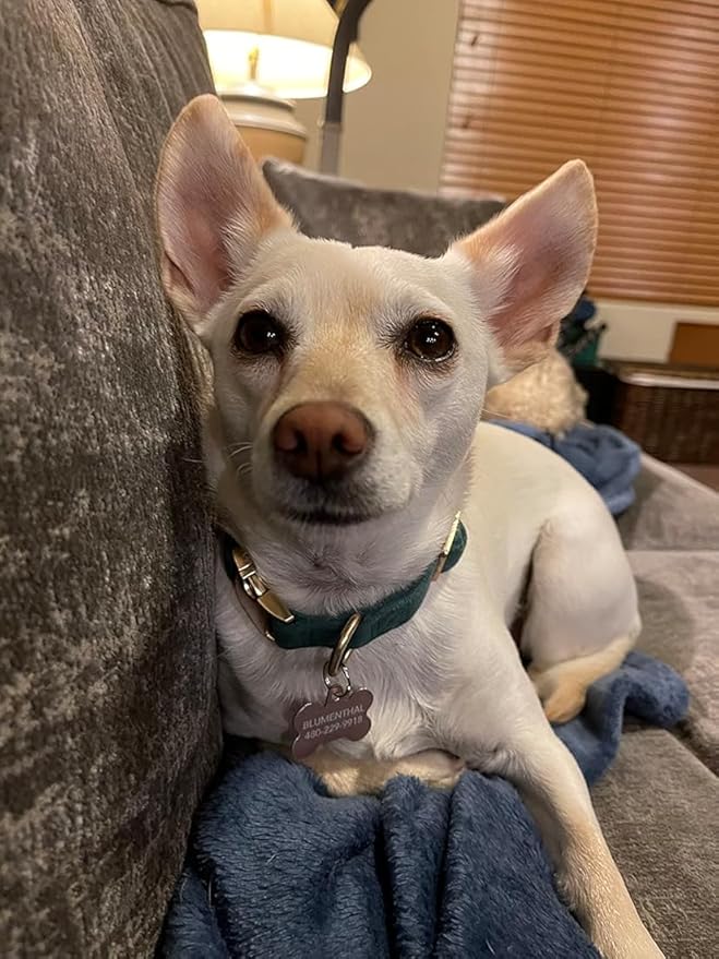 Soft Dog Collar with Metal Buckle Adjustable Durable Comfort Cotton Corduroy Collars for Small Medium Large Dogs Velvet Dog Collars,Dark Green,Small