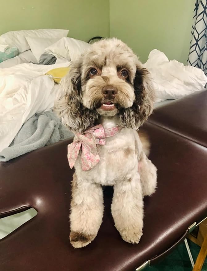 Lionet Paws Design Dogs Collar Cute Flower Sailor Bow Dog Collars for Girl Female Small Medium Dogs with Spring Floral M