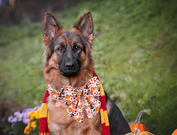 DOGWONG Fall Dog Collar with Bowtie - Fall Thanksgiving Dog Collar Soft Cotton Autumn Dogs Necklace - Halloween Puppy Necklace for Small Medium Large Dogs