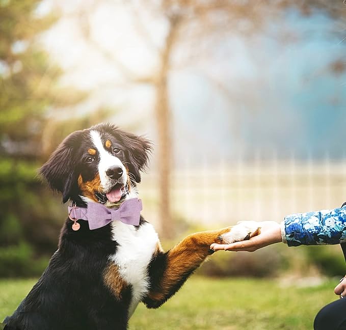 DOGWONG Cotton Dog Collar with Bow, Purple Pet Collar Durable Adjustable Puppy Dog Collar for Small Medium Large Dogs