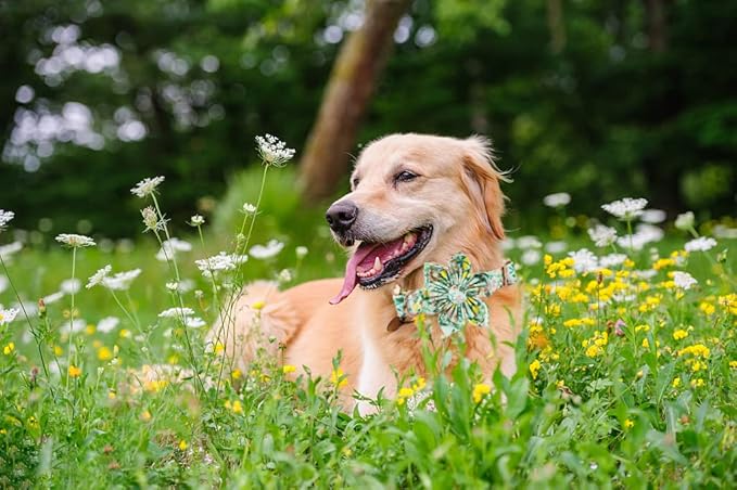 Lionheart Glory Cute Lemon Floral Pattern Adjustable Dog Collar for Medium Dogs