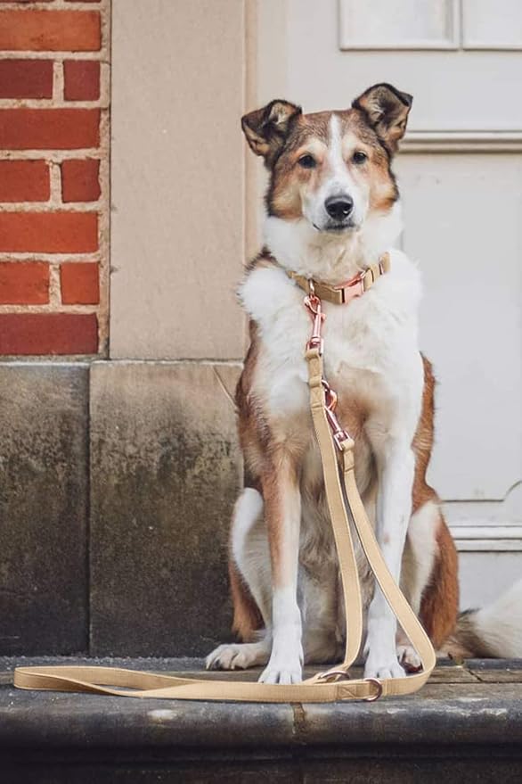 Soft Leather Dog Collar and Leash (6.6') Set - Stylish Rose Gold Heavy Duty Metal Buckle, 4 Adjustable Lengths Leash for Small Medium Large Dogs - Comfortable & Easy to Clean Beige XS(8"-12")