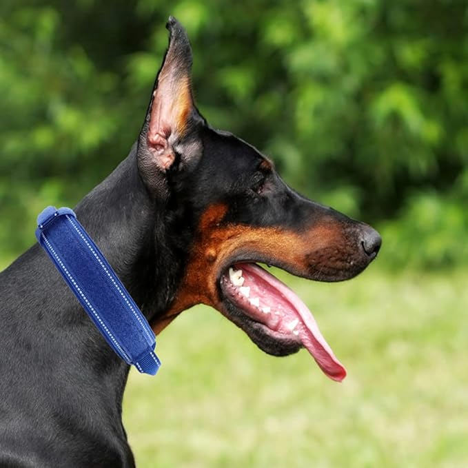 Tactical Dog Collar with Heavy Duty Metal Buckle and Control Handle for Medium Large Dogs Training(Bright Blue, Medium)
