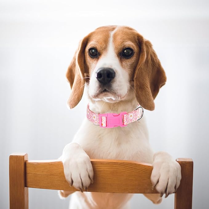 Pink Dog Collars for Medium Dogs, Girl Dog Collars with Hot Daisy Flowers, Adjustable Comfy Soft Pet Collar with Safety Buckle for XS Small Medium Large Dogs(M)