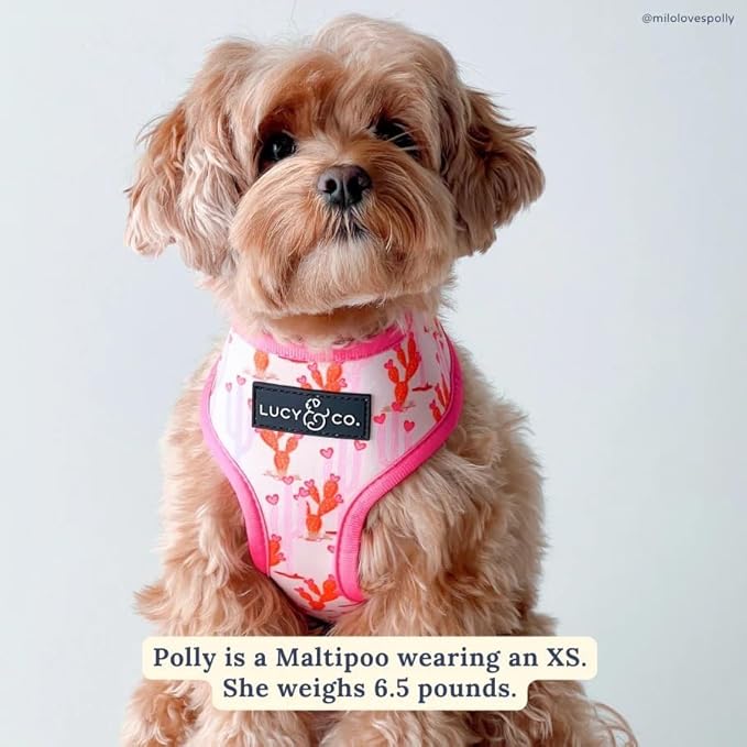 Lucy & Co. Cute Reversible Dog Harness Walking Halter - Best Designer Pet Harnesses for XS - XL Dogs - Padded Adjustable Vest for Easy Walking. (Howdy, Honey Reversible Harness)