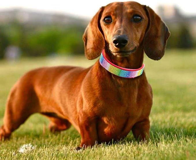 Rhinestone Dog Collar, Cute Dazzling Sparkling Soft Suede Leather Dog Cat Rhinestone Collar Crystal Diamond Pet Dog Puppy Collar (S, Red-3)