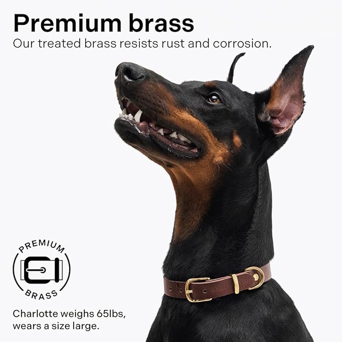 Scout Supply Classic Leather Dog Collar | Heavy Duty Thick Full Grain Leather | Waterproof & Rust-Proof Brass Hardware (Dark Brown, Extra Large)