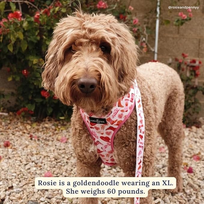 Lucy & Co. Cute Reversible Dog Harness Walking Halter - Best Designer Pet Harnesses for XS - XL Dogs - Padded Adjustable Vest for Easy Walking. (Howdy, Honey Reversible Harness)