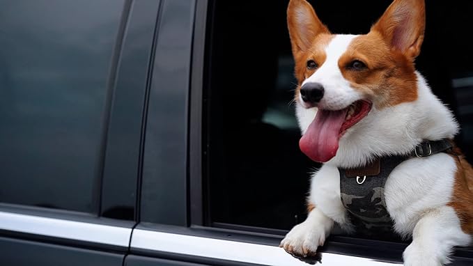 Dog Harness, No Pull Dogs Harness and Multi-Function Leash Set for Medium Dogs Easy Walk Everyday Adjustable Soft Dog Vest Harness Fashionable Dog Accessories Camouflage Green-M(16lb-35lb)