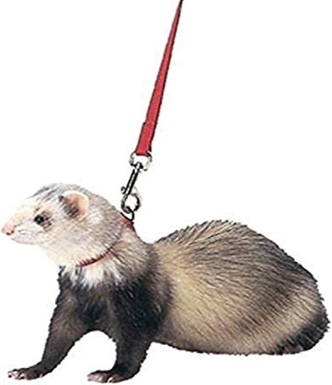 Marshall Pet Products Harness & Lead (Red)