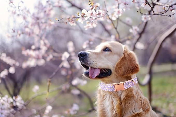 Lionet Paws Dog Collar, Comfortable Adjustable Cute Collar with Metal Buckle for Male Female Dogs, Purple Daisy, Small, Neck 10-16 inches
