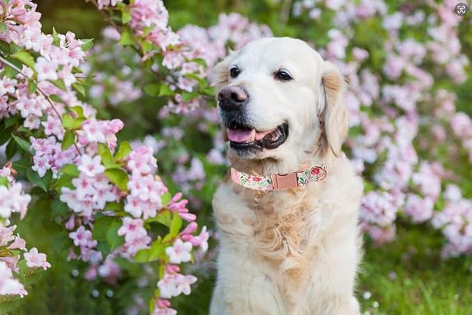 Lionet Paws Dog Collar, Comfortable Adjustable Cute Collar with Metal Buckle for Male Female Dogs, Pink Flower, Medium, Neck 13.5-22 inches