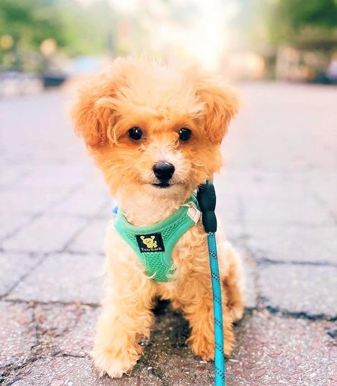 EcoBark Step in Dog Harness - Eco-Friendly Teacup Dog Harnesses for XXS, XS, and Small Dogs - Reflective and Adjustable Mini Body Halter Vest -Tiny Soft Mesh Toy Breed Harness (Mint, XXS)