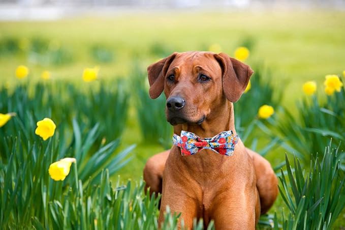Lionheart glory Floral Print Dog Collar Adjustable Soft Dog Collar with Bowtie, Girl Pet Collars for X-Small Small Medium Large Dogs