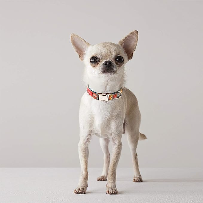 Timos Dog Collar, Adjustable Soft Dog Collar for Small Medium Large Dogs, Patterned Puppy Collars with Quick Release Buckle for Boy and Girl Female Dogs (Bohemia Yellow, Small)