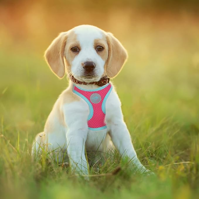 PHOEPET Step-in Dog Harness,Reflective Adjustable Dog Vest Harness, Soft Pet Walking Jacket with 2 Metal Leash Hooks for Dog and Cat(Pink Base & Green Straps,S)