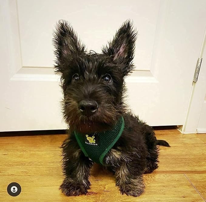 EcoBark Dog Harness - Luxurious Soft Mesh - Eco-Friendly Over The Head Vest Harness - No Pull & No Choke Design - Padded Breathable Body Halter - Medium Puppies & Small Breeds (Forest Green, Medium)