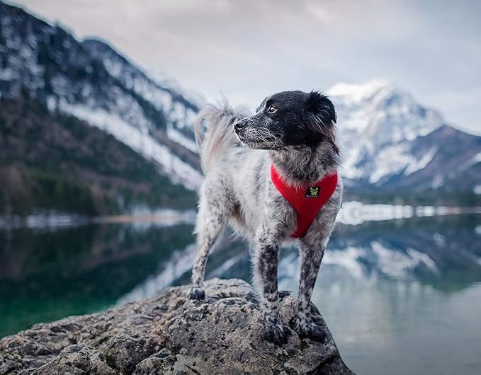 Classic Dog Harness Innovative Mesh No Pull No Choke Design Soft Double Padded Breathable Vest for Eco-Friendly Easy Control Walking for Large Puppies Full Size Breeds & Extra Large Dogs (XL, Red)