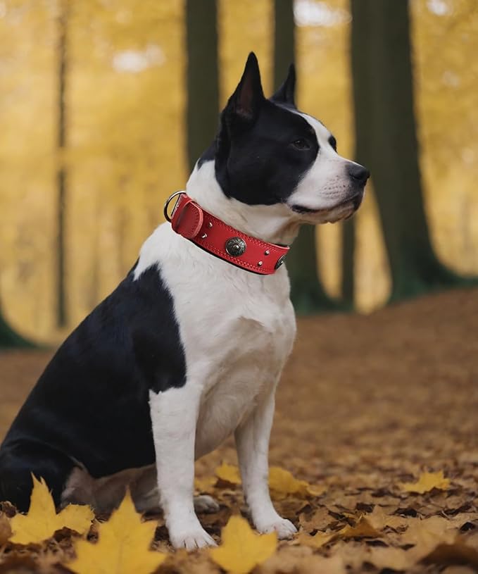 Leather Dog Collar, 2 inches Wide Heavy Duty Genuine Leather Collars, Handmade, Soft, and Luxury, Eye-catching Best Choice for Large and Medium Breed Dogs, Red 16.5-20.5 inches