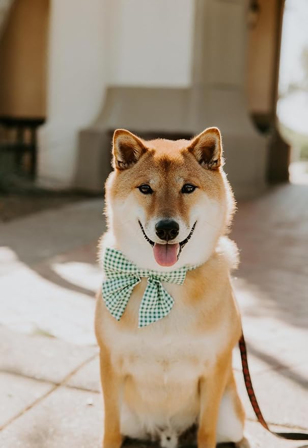 Lionet Paws Dog Collar with Sailor Bow, Durable Adjustable and Comfortable Green Bow Tie Collar for Dogs, Small, Neck 10-16in